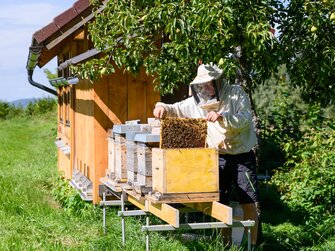 Ein Imker zieht eine volle Honigwabe aus einem Bienenstock | © Urlaub am Bauernhof 