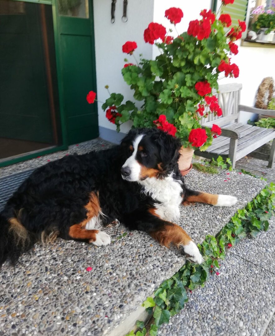 Hofhund Jimmy liegt vor Haustüre | © Urlaub am Bauernhof Österreich / Eller