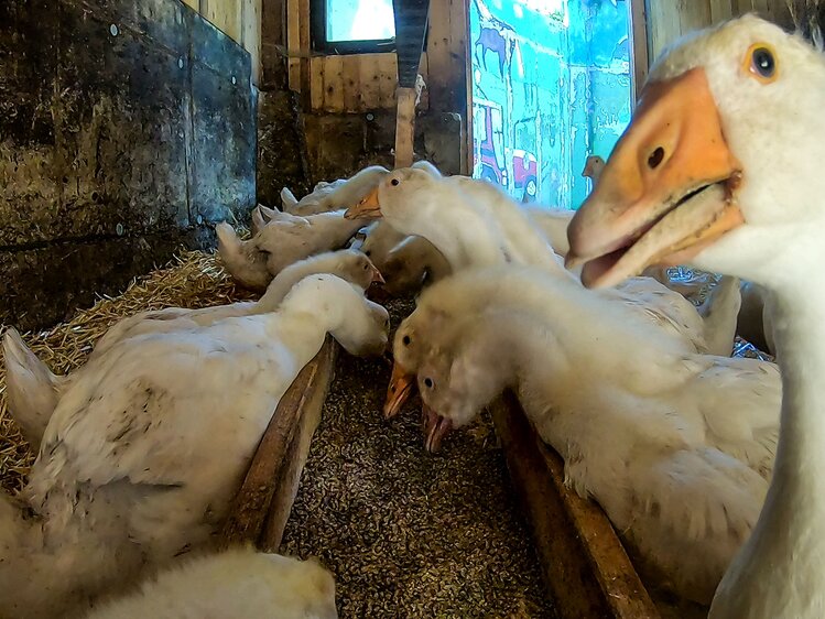 Enten im Stall schnattern  | © Urlaub am Bauernhof / Gerhard Liebenberger 