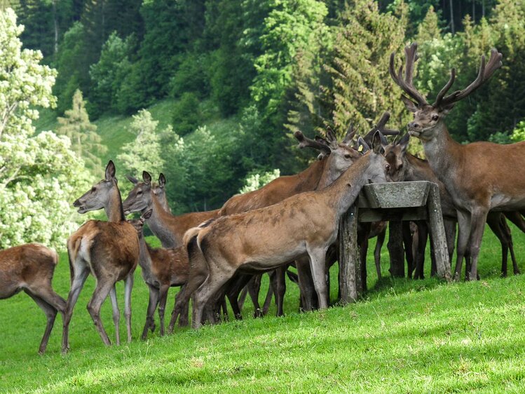 Rotwild auf Weide am Singerskogel | © Urlaub am Bauernhof / Gerhard Liebenberger 