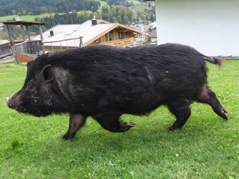 Blogger Gerhard Liebenberger bei den Schweinen am Bauernhof Mittermoos | © Urlaub am Bauernhof / Gerhard Liebenberger 