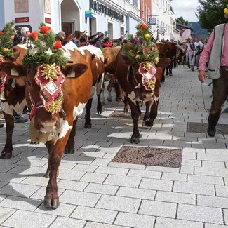 Almabtrieb durch das Ortszentrum | © Urlaub am Bauernhof / Gerhard Liebenberger 