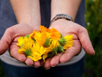 Hände halten Ringelblumen | © Urlaub am Bauernhof Österreich