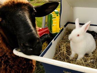 Schaf bei Hasen der im Kinderwagen sitzt | © Urlaub am Bauernhof Österreich / Steve Haider