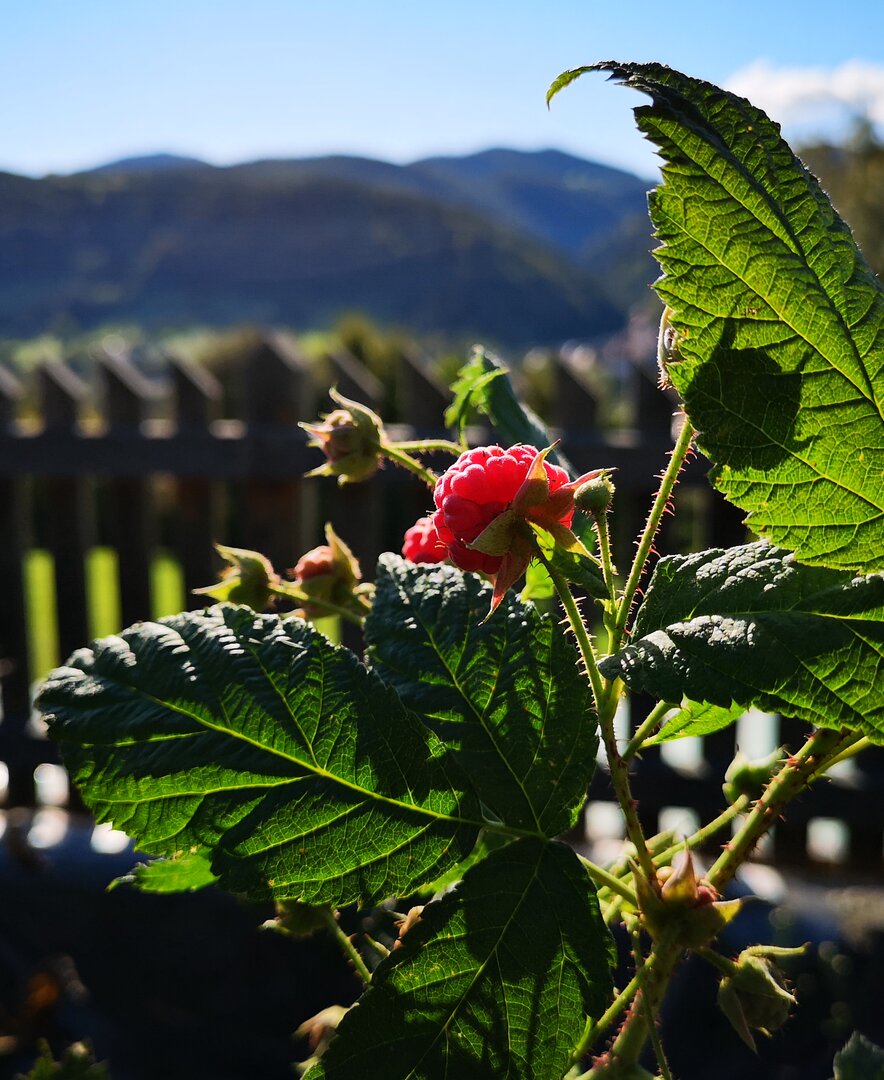 Himbeeren im Garten von Kleinhofers Himbeernest | © Urlaub am Bauernhof / Schmidhofer