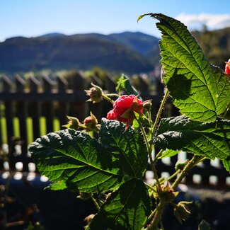 Himbeeren im Garten von Kleinhofers Himbeernest | © Urlaub am Bauernhof / Schmidhofer