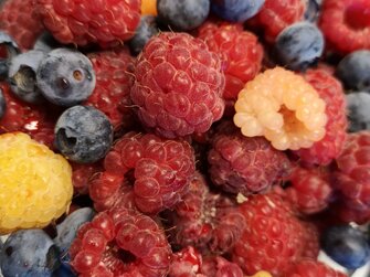 Frische Beeren vom Kleinhofers Himbeernest | © Urlaub am Bauernhof / Schmidhofer