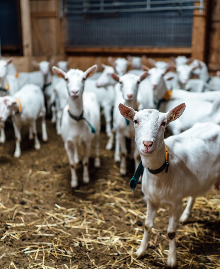 zahlreiche Ziegen im Ziegenstall am Ferienparadies Koller | © Urlaub am Bauernhof / Daniel Gollner