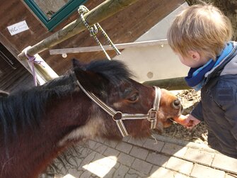 Kind füttert Pony mit Karotte | © Urlaub am Bauernhof Österreich / Ludwig