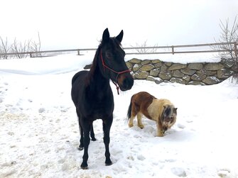 Shetlandpony am Hof Mittereibenberger im Mühlviertel  | © Urlaub am Bauernhof / Antje Zimmermann 