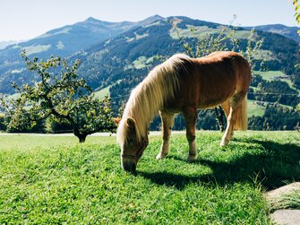 Pferd am Siedlerhof | © Urlaub am Bauernhof / Daniel Gollner