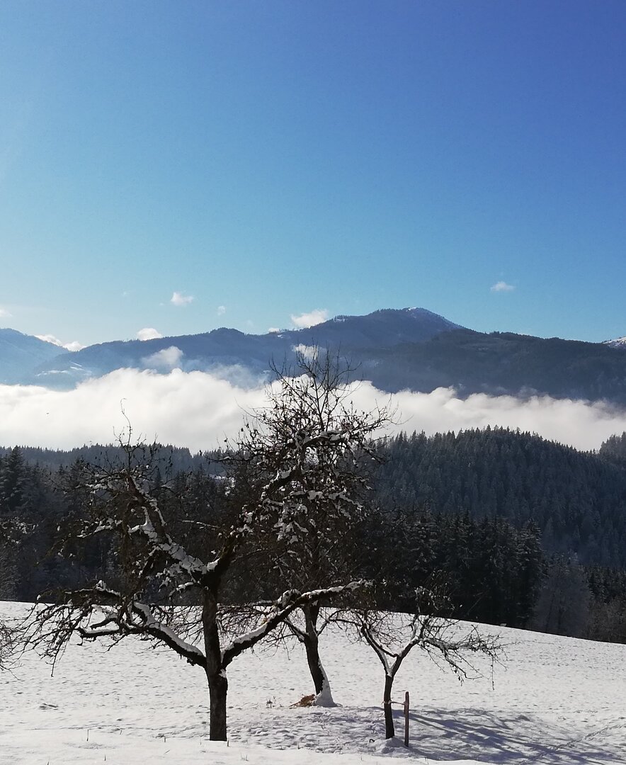 Obstbäume im Winter | © Steinerhof