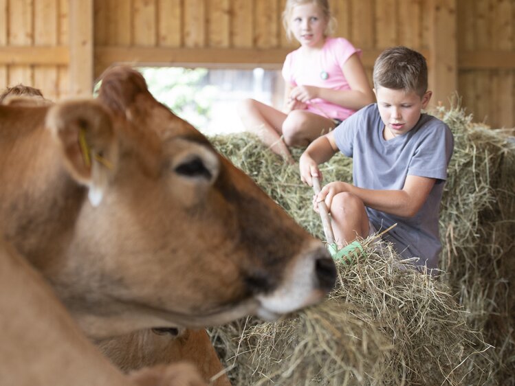 Kinder sitzen im Heu im Stall | © Urlaub am Bauernhof Oberösterreich / Andreas Hofer