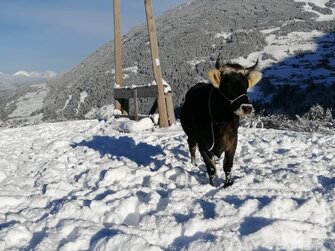 Graurind im Schnee | © Urlaub am Bauernhof Österreich / Lechleitner / Tobadillerhof