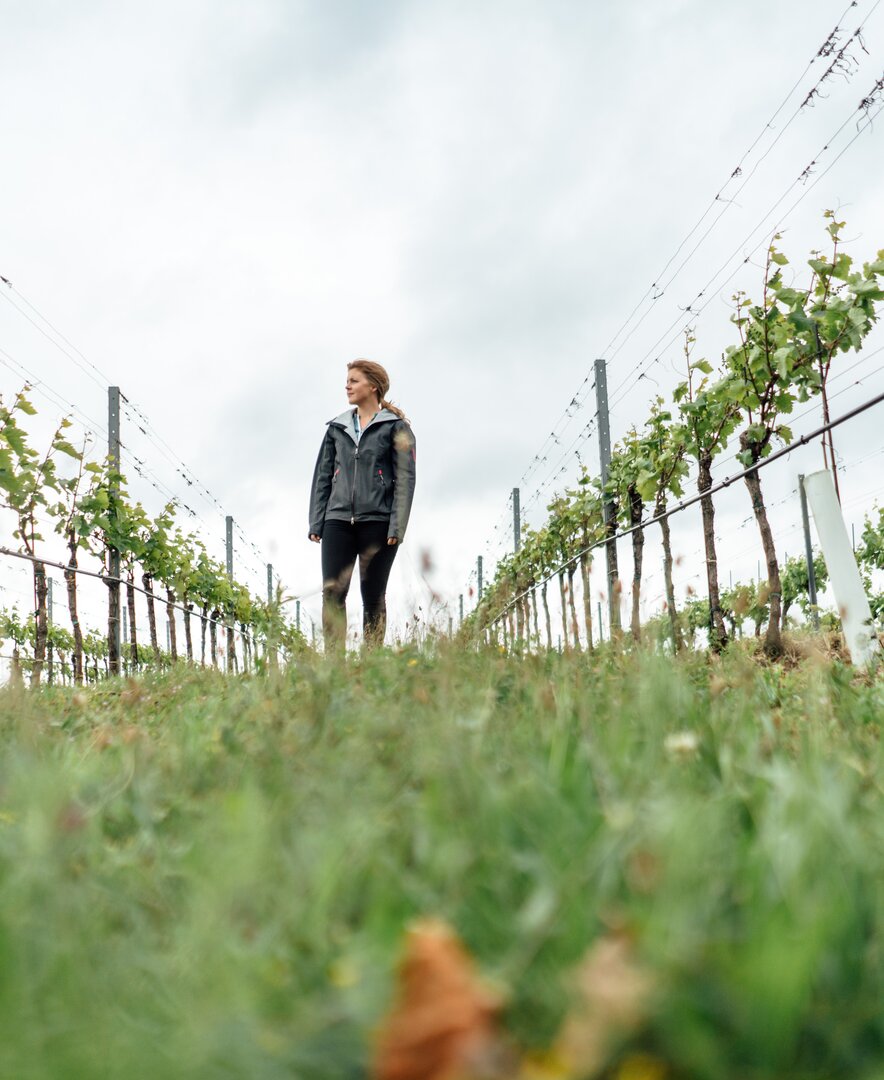 Weinreben vom Weingut Wendelin in der Froschperspektive | © Urlaub am Bauernhof / Daniel Gollner