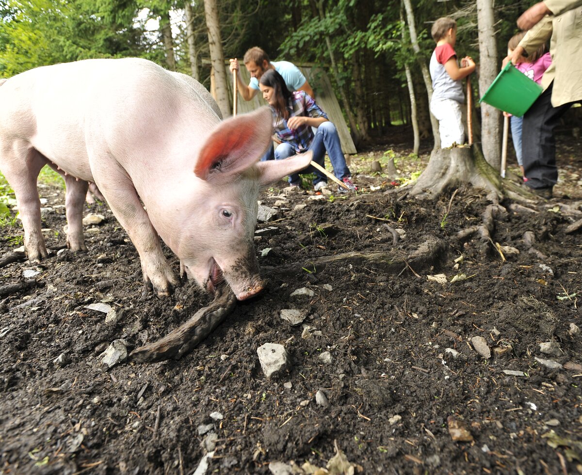 Schweine im Wald  | © Urlaub am Bauernhof / Ralph Fischbacher