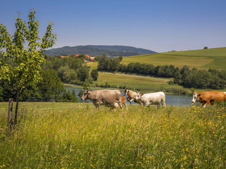 Kühe in der Wiese beim Ferienhof Ederbauer am Irrsee | © Urlaub am Bauernhof Österreich / Bernd Suppan