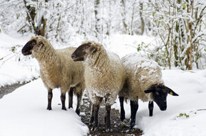 drei Schafe im Schnee | © Urlaub am Bauernhof / Hans Huber Drei Schafe stehen in einer verschneiten Waldlandschaft, ihre Fellhaare sind von Schnee bedeckt, sie wirken widerstandsfähig gegen die winterlichen Bedingungen. | © Urlaub am Bauernhof / Hans Huber