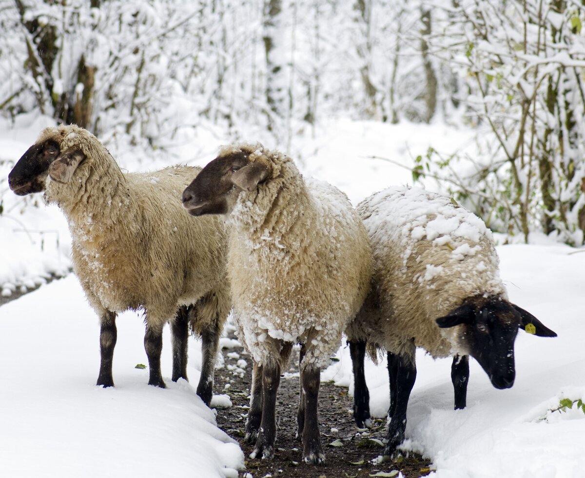 drei Schafe stehen im Schnee in Hüttau  | © Urlaub am Bauernhof / Hans Huber