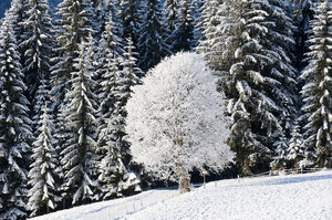 Bäume im Schnee | © Urlaub am Bauernhof / Hans Huber Ein schneebedeckter Wald mit hohen Tannen und einem einzelnen, üppig verschneiten Baum in der Mitte der Landschaft. Auf dem Boden liegt eine dicke Schneedecke. Eine idyllische Winterlandschaft, geprägt von der Ruhe und Schönheit der Natur. | © Urlaub am Bauernhof / Hans Huber