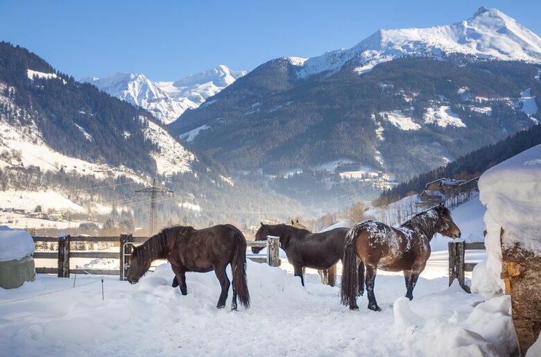 Pferde stehen im Schnee am Zittrauerhof in Salzburg | © Urlaub am Bauernhof / Bernd Suppan 