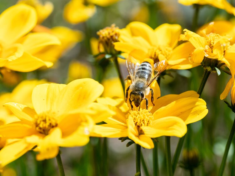 Biene beim Einsammeln der Pollen am Angerlgut St. Koloman | © Urlaub am Bauernhof/Punkt und Komma gmbh