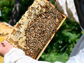 Imker Andreas beim betrachten der Bienen auf der Wabe. | © Urlaub am Bauernhof/Punkt und Komma gmbh