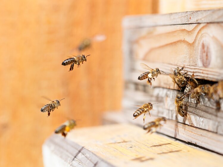 Bienen beim Anflug zum Bienenstock. | © Urlaub am Bauernhof/Punkt und Komma gmbh