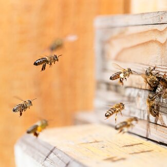 Bienen beim Anflug zum Bienenstock. | © Urlaub am Bauernhof/Punkt und Komma gmbh