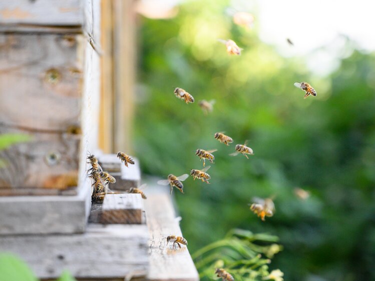 Bienen am Weg zum Bienenhauns. | © Urlaub am Bauernhof/Punkt und Komma gmbh