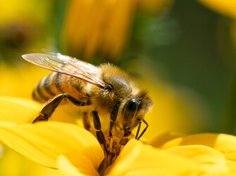 Biene mit Blume. | © Urlaub am Bauernhof/Punkt und Komma gmbh