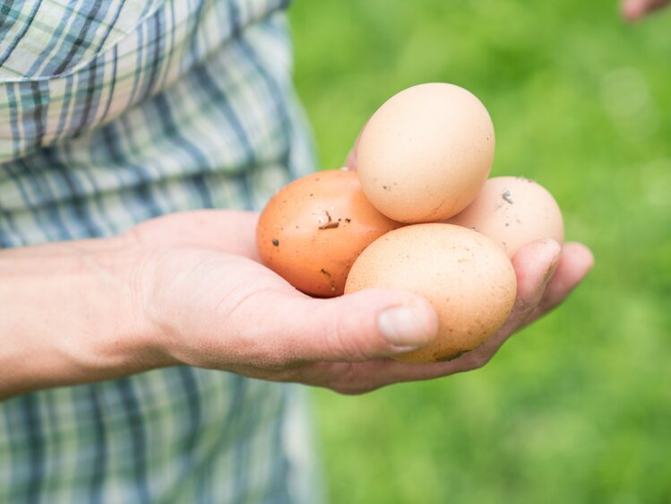 Bäuerin hält frische Eier in der Hand. | © Urlaub am Bauernhof im SalzburgerLand / Matthias Gruber