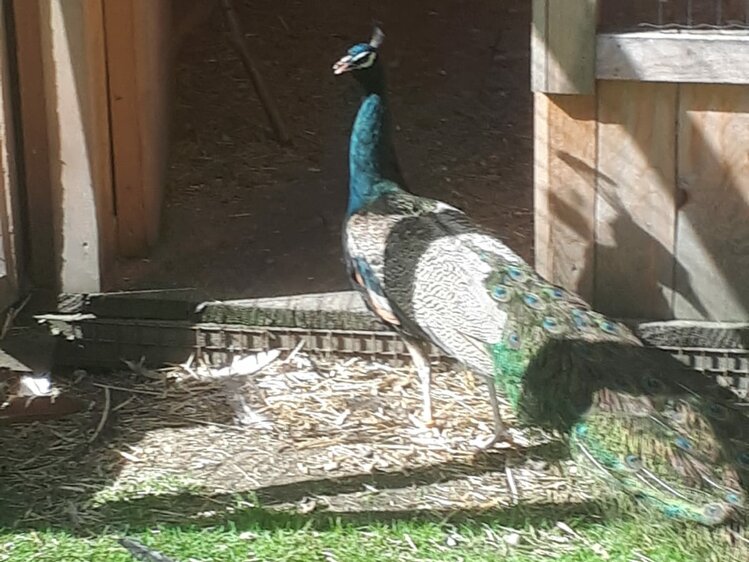 Pfau in der Weißsteinalm | © Weißsteinalm / Johann Heim