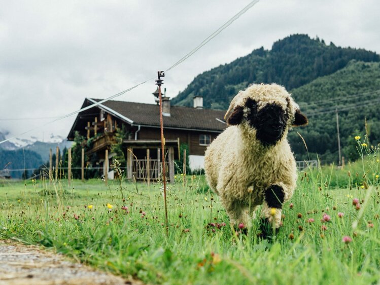 Walesische Schwarznasenschafe von der Weißsteinalm aus Kaprun. | © Weißsteinalm/Familie Heim