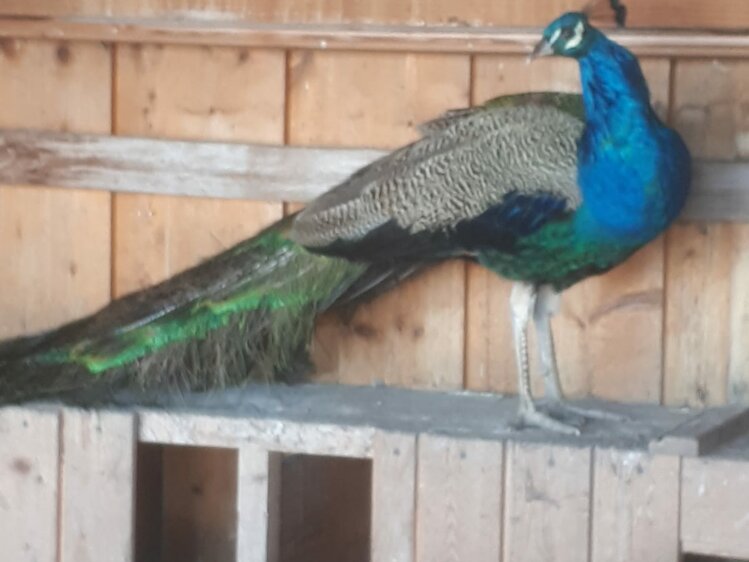 Pfau in der Weißsteinalm | © Weißsteinalm / Johann Heim