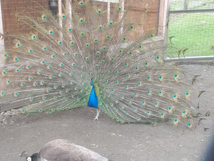 Pfau in der Weißsteinalm | © Weißsteinalm / Johann Heim