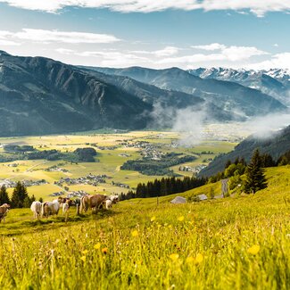 Kühe auf der Alm, Die Schattberger Saalfelden, Salzburger Land | © Die Schattberger