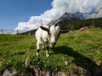 Ziege, Dientalm, Mühlbach am Hochkönig, Salzburger Land | © Dientalm / Matthias Gruber