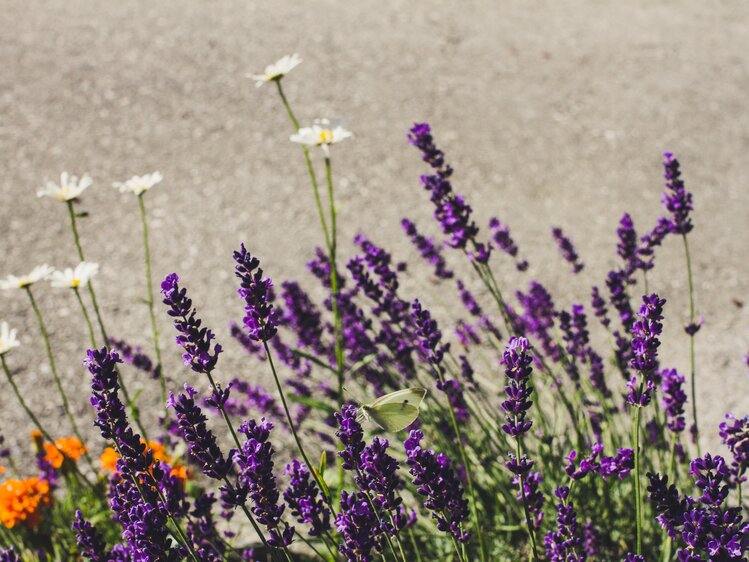 Lavendel im Garten, Ferienbauernhof Arnoldgut in Radstadt, Salzburger Sportwelt | © Urlaub am Bauernhof Salzburger Land / Matthias Gruber