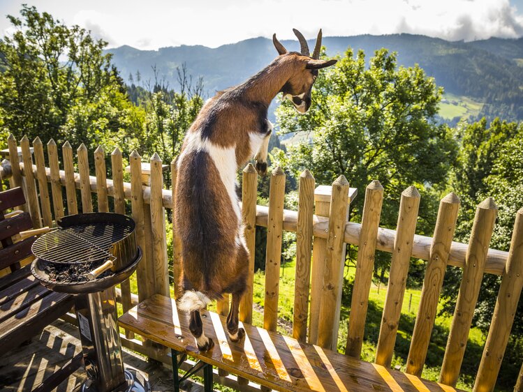 Ziege am Zaun, Almhütte Brandgut in Mühlbach am Hochkönig, Salzburger Land | © Urlaub am Bauernhof Salzburger Land / Bernd Suppan