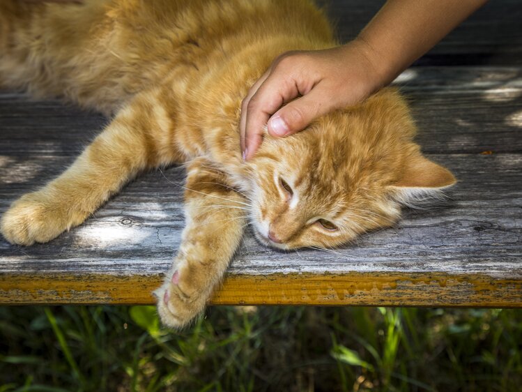 Katze, Ferienhaus Holzenhof in Großarl, Salzburger Land | © Urlaub am Bauernhof Salzburger Land / Bernd Suppan