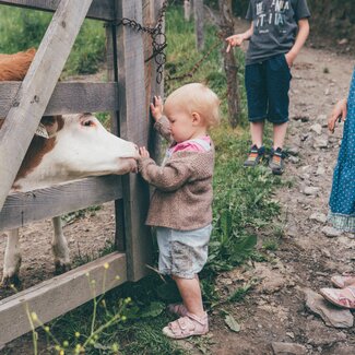 Calf licking the hand of a toddler in the pasture, Grußberggut Bad Hofgastein | © Farmholidays in SalzburgerLand / Daniel Gollner