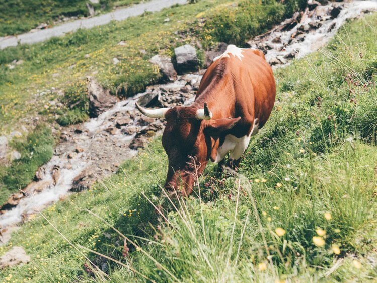 Eine Pinzgauer Kuh grast neben einem Bach auf der Almweide vom Grußberggut in Bad Hofgastein | © Urlaub am Bauernhof im SalzburgerLand / Daniel Gollner