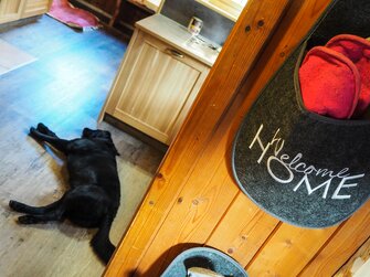 Ein Hund schläft auf dem Holzboden in der Almhütte. | © www.wiederunterwegs.com / Angelika Mandler-Saul