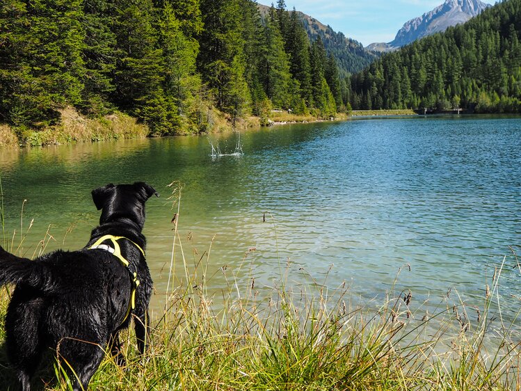 Hund am Bergsee | © www.wiederunterwegs.com / Angelika Mandler-Saul