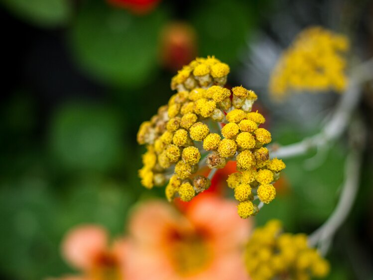 Blume im Kräutergarten, Biohof Herzog in Leogang, Salzburger Land | © Urlaub am Bauernhof Salzburger Land / Matthias Gruber