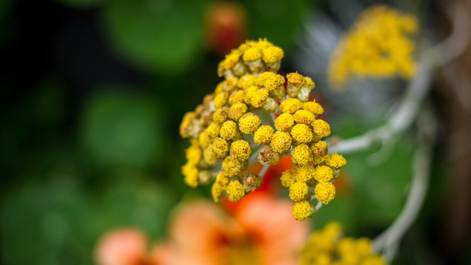 Blume im Kräutergarten, Biohof Herzog in Leogang, Salzburger Land | © Urlaub am Bauernhof Salzburger Land / Matthias Gruber