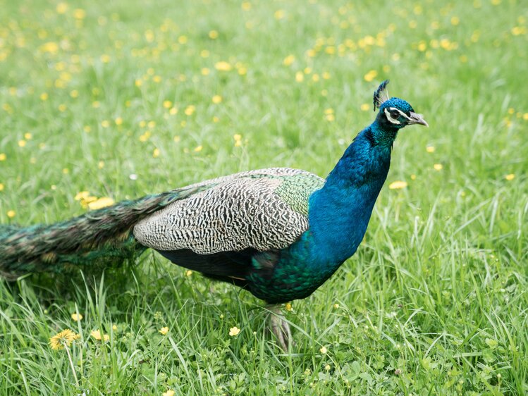 Pfau am Loitzhof in Untertauern | © Urlaub am Bauernhof im SalzburgerLand / Matthias Gruber