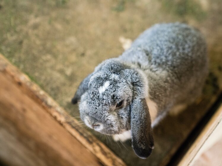 Hase am Loitzhof in Untertauern | © Urlaub am Bauernhof im SalzburgerLand / Matthias Gruber