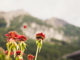 Blumen, Hintergrund Berge, Archehof Öbristhof in Kleinarl, Salzburger Sportwelt | © Urlaub am Bauernhof Salzburger Land / Matthias Gruber